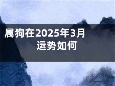 属狗在2025年3月运势如何