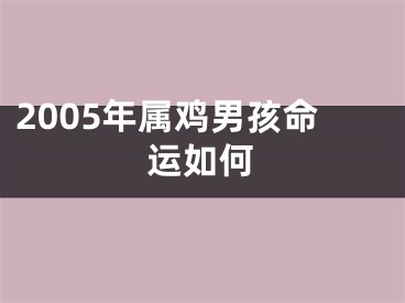 2005年属鸡男孩命运如何