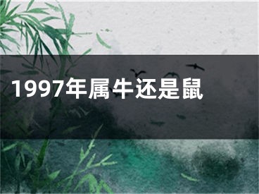 1997年属牛还是鼠