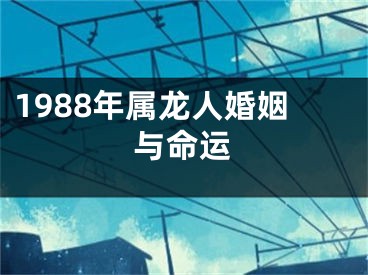 1988年属龙人婚姻与命运