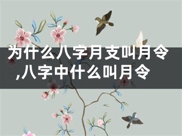 为什么八字月支叫月令,八字中什么叫月令
