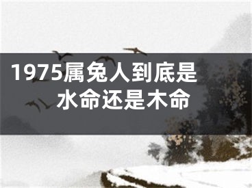 1975属兔人到底是水命还是木命