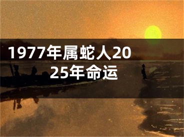1977年属蛇人2025年命运