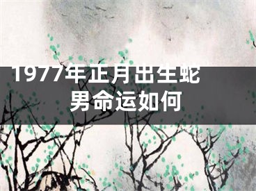 1977年正月出生蛇男命运如何