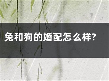 兔和狗的婚配怎么样?