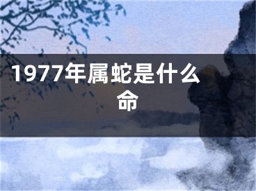 1977年属蛇是什么命