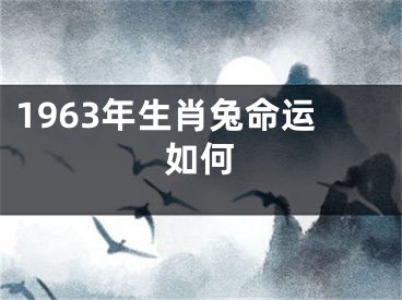 1963年生肖兔命运如何
