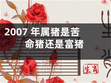 2007 年属猪是苦命猪还是富猪