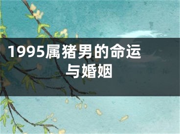 1995属猪男的命运与婚姻