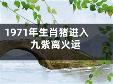 1971年生肖猪进入九紫离火运