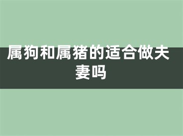 属狗和属猪的适合做夫妻吗