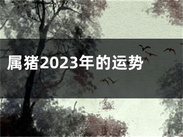 属猪2023年的运势