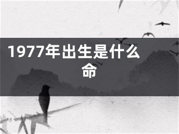 1977年出生是什么命