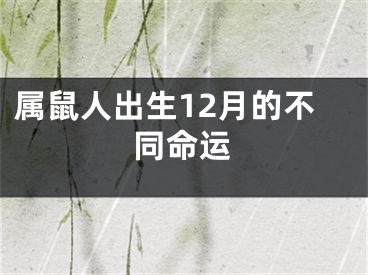 属鼠人出生12月的不同命运