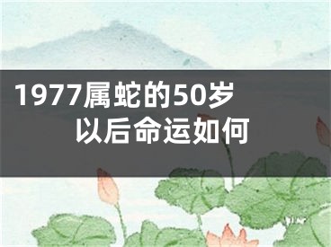 1977属蛇的50岁以后命运如何