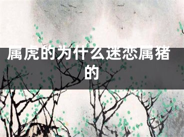属虎的为什么迷恋属猪的