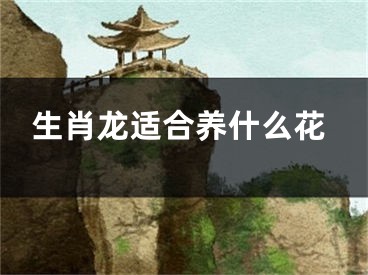 生肖龙适合养什么花