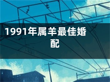 1991年属羊最佳婚配