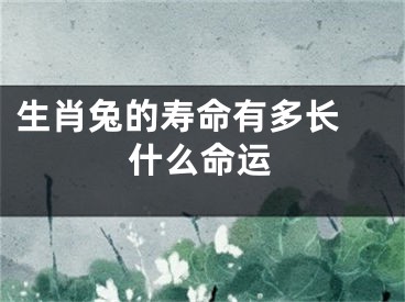 生肖兔的寿命有多长 什么命运