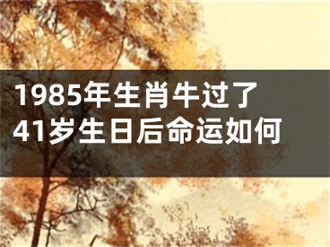 1985年生肖牛过了41岁生日后命运如何