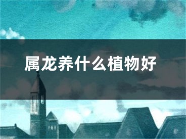 属龙养什么植物好