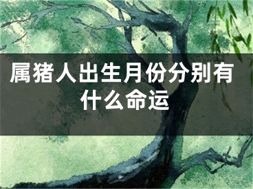 属猪人出生月份分别有什么命运