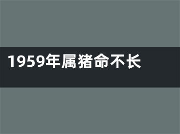 1959年属猪命不长