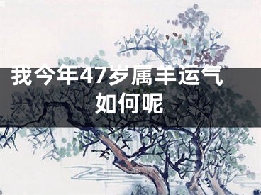 我今年47岁属羊运气如何呢