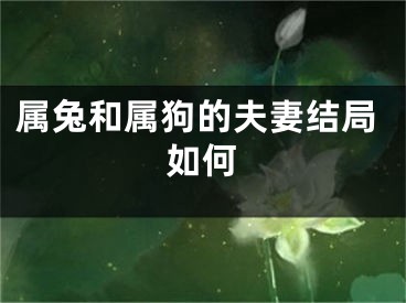 属兔和属狗的夫妻结局如何