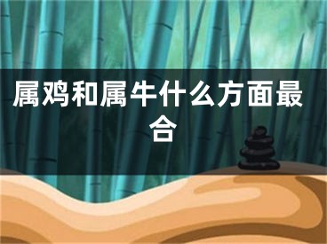 属鸡和属牛什么方面最合