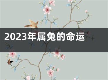 2023年属兔的命运