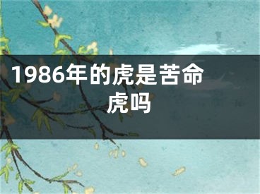 1986年的虎是苦命虎吗