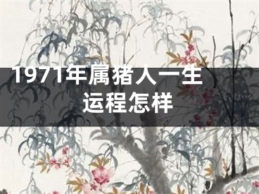 1971年属猪人一生运程怎样