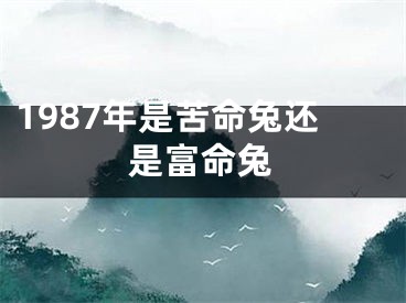 1987年是苦命兔还是富命兔