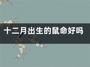 十二月出生的鼠命好吗