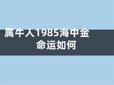 属牛人1985海中金命运如何