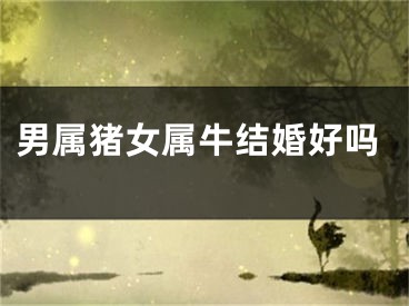 男属猪女属牛结婚好吗