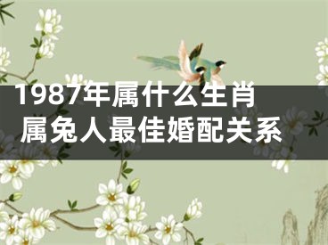 1987年属什么生肖 属兔人最佳婚配关系