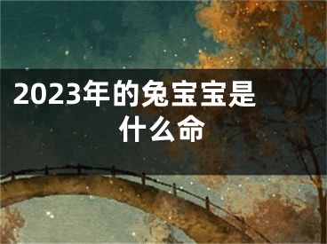 2023年的兔宝宝是什么命