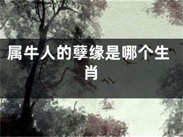 属牛人的孽缘是哪个生肖