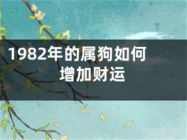 1982年的属狗如何增加财运