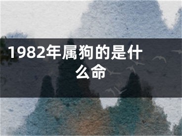 1982年属狗的是什么命