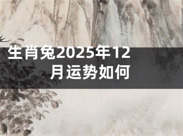 生肖兔2025年12月运势如何
