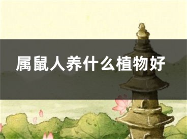 属鼠人养什么植物好
