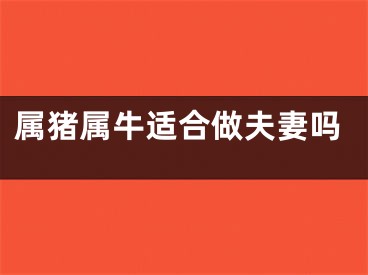 属猪属牛适合做夫妻吗