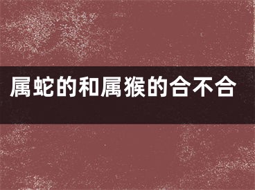 属蛇的和属猴的合不合