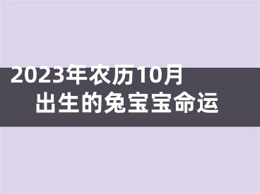 2023年农历10月出生的兔宝宝命运