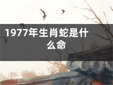 1977年生肖蛇是什么命