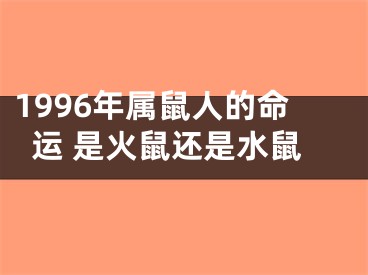 1996年属鼠人的命运 是火鼠还是水鼠
