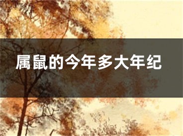属鼠的今年多大年纪